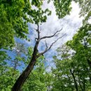 용인대선일태권도장 이미지