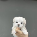 나눔펫 책임분양소 강아지분양 일산점 이미지