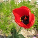 거모동 도일초등학교 앞마당에 찾아온 봄을 선물합니다. 이미지