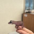 게코카페티라노 - 수원시 팔달구 행궁로 19 | 게코카페티라노