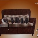 아마존 동물병원 네이버블로그