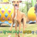 동물농장 스포츠경향
