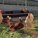 알찬유정란농장 이미지