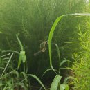 용학도서관 | 기적같은 맨발걷기 2년의 종합선물/대한민국맨발학교 두류금봉지회 안업숙지회장