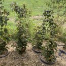 분홍 농장 이미지