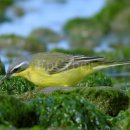 긴발톱할미새 (yellow wagtail Motacilla flava) 이미지