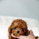 렛츠개릿 이미지