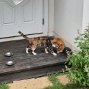 고양이정원 | 카페 이림: 강화도 정원과 고양이가 있는 카페 솔직후기