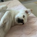청산 켄넬 네이버블로그