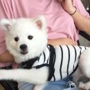 보배펫 이미지
