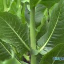 치커리(chicory) 이미지