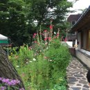 약선오리 이미지