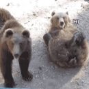 카페팔로