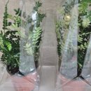 애벌레도서관 | [공지] 호랑나비 애벌레 키우기l 아이 자연관찰 과학 생명존중 생태놀이까지