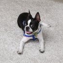 #댕댕댕 이미지