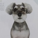 강아지 정거장 이미지