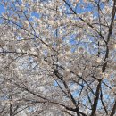 송죽초교 | 수원 만석공원 벚꽃 축제 주말 후기와 꿀팁