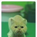 우주펫애견미용 이미지