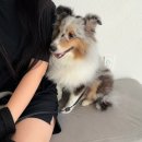 페츠온 동물병원 이미지