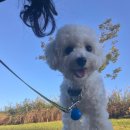 라이크테테 이미지