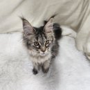 쿤 | 메인쿤 분양 후기 만족도