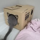 꾹꾹이 하는 고양이(kneading cats) | 먼지없는 고양이 모래 추천 - 벤토나이트모래 싸냥