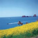 제주로와 이미지