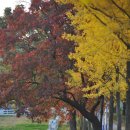 은행나무목장 이미지