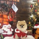 츄츄애견 이미지