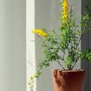 Point-봄의 향 이미지