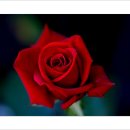 강성은꽃 이미지