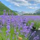 제160차 두타산무릉계곡&amp;무릉별유천지(라벤다축제장) 이미지