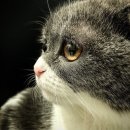 묘묘 고양이 미용실 이미지