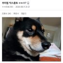 닥터훈트 이미지