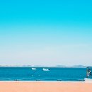 봄날애견 이미지