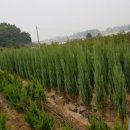 블루에로우, 열매치자, 블루베리 이미지