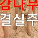감나무마트