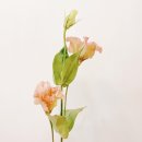 블룸플라워 - 화성시 효행로 757 | 블룸플라워