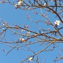 매화마을길 이미지