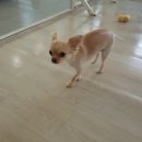 강아지호텔고양이강아지무료분양
