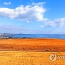 황금빛 목장 이미지