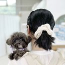 모델독켄넬 이미지