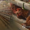 닭 - 33155 | 닭