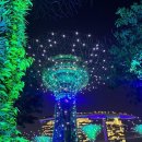 리버트리 | 싱가포르 여행 - 슈퍼트리, 리버 크루즈 내돈내산 후기