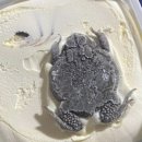 두꺼비유통