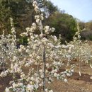 부여농장 이미지