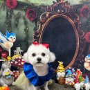 망고네 까까 이미지