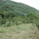 돌배농원 이미지