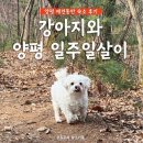 [양평 일주일살이] 여자 1 댕댕이 1 애견동반 숙소 후기
