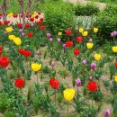 희망의 꽃 이미지